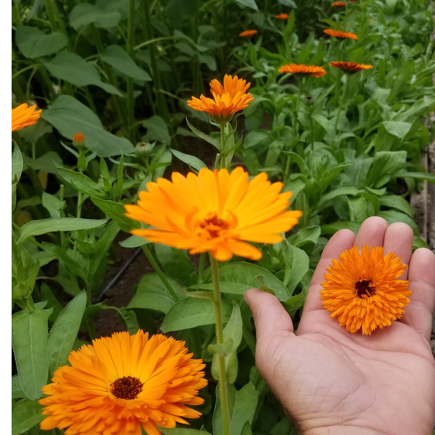 Edible Flower power