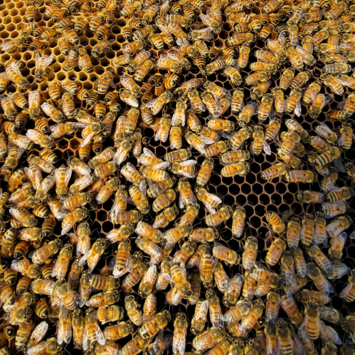 What's behind the historic honeybee hive die-off?
