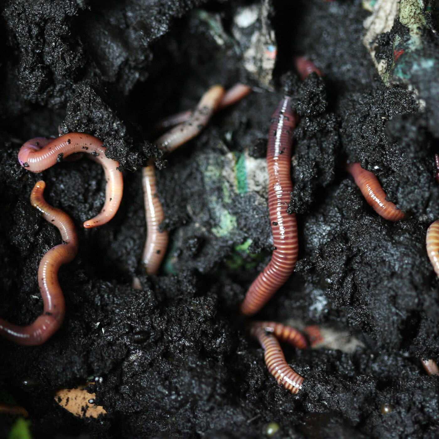 Rooted Compost