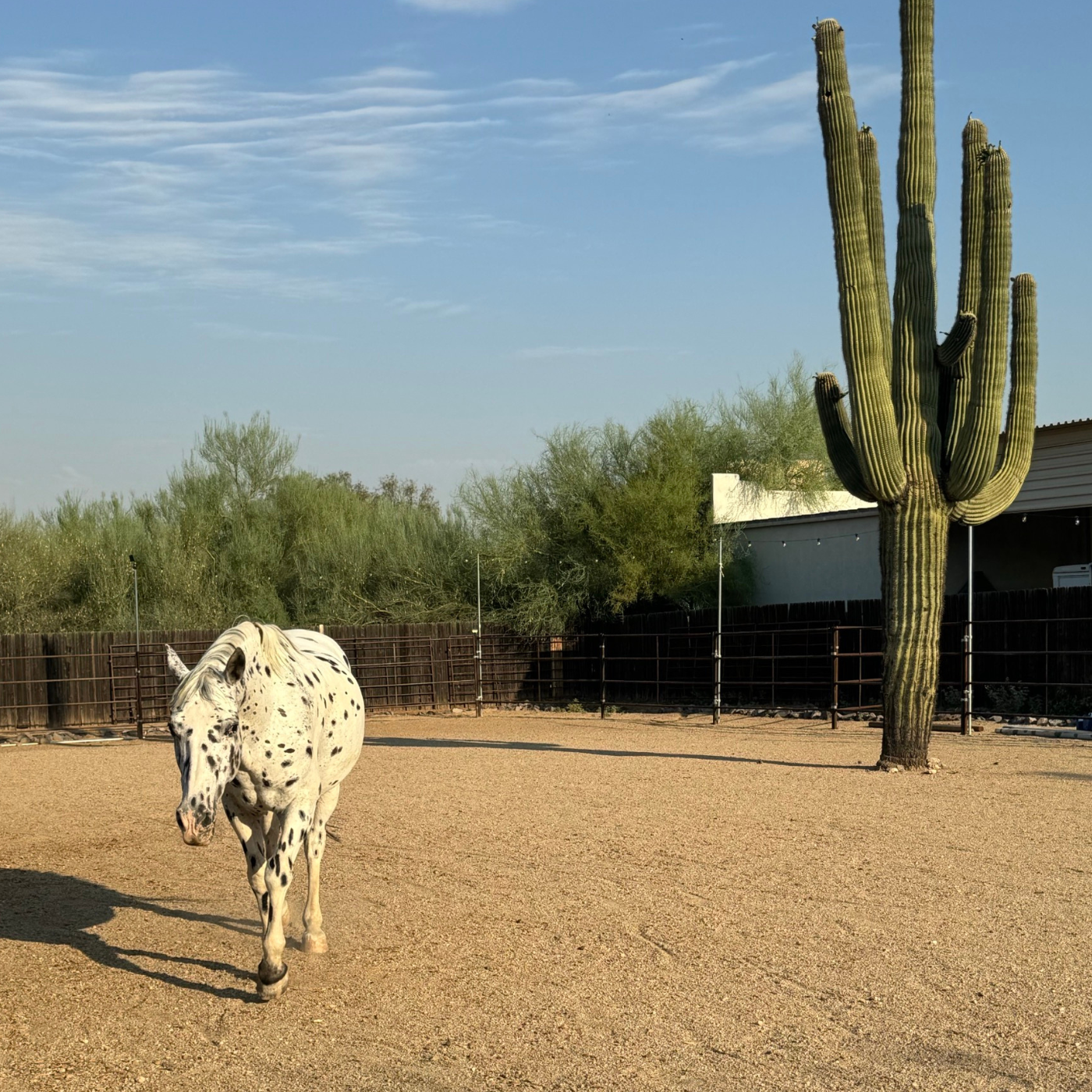 Horses at the Godspeed Project help heal families in mourning