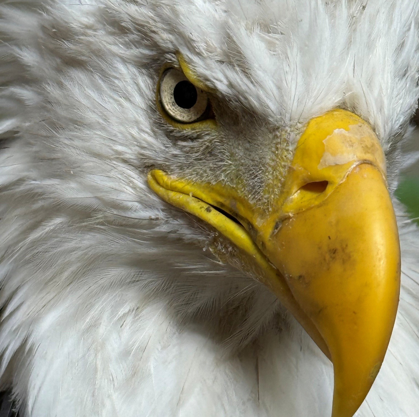 Jackie the eagle, P-22, and the allure of celebrity wildlife