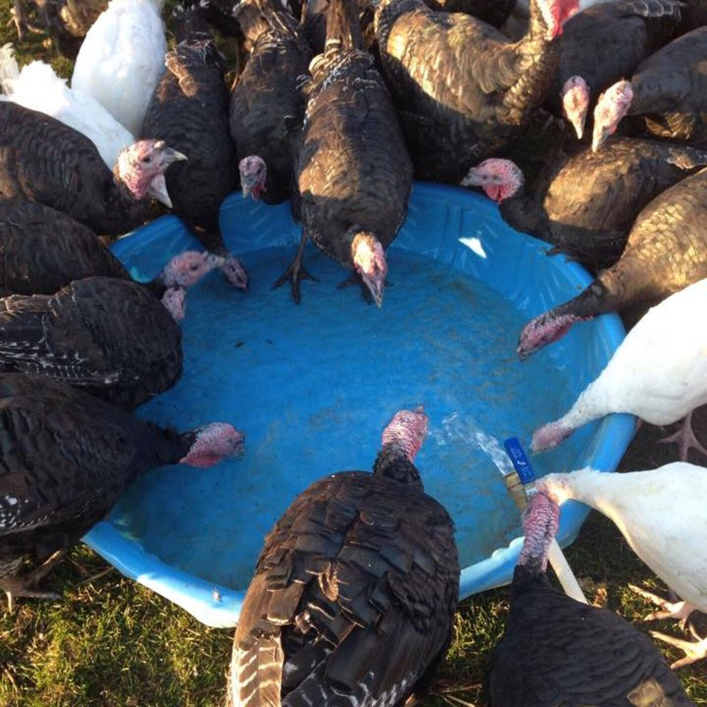 Not your average turkey
