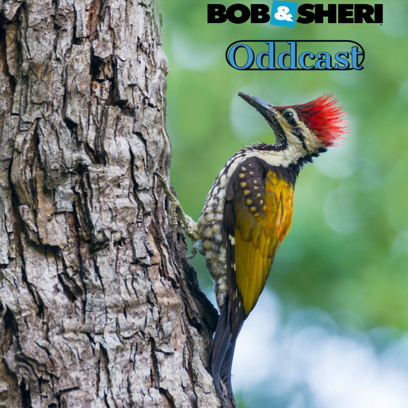 BEST OF .... Oddcast - Wouldn't you like to be a PECKER too