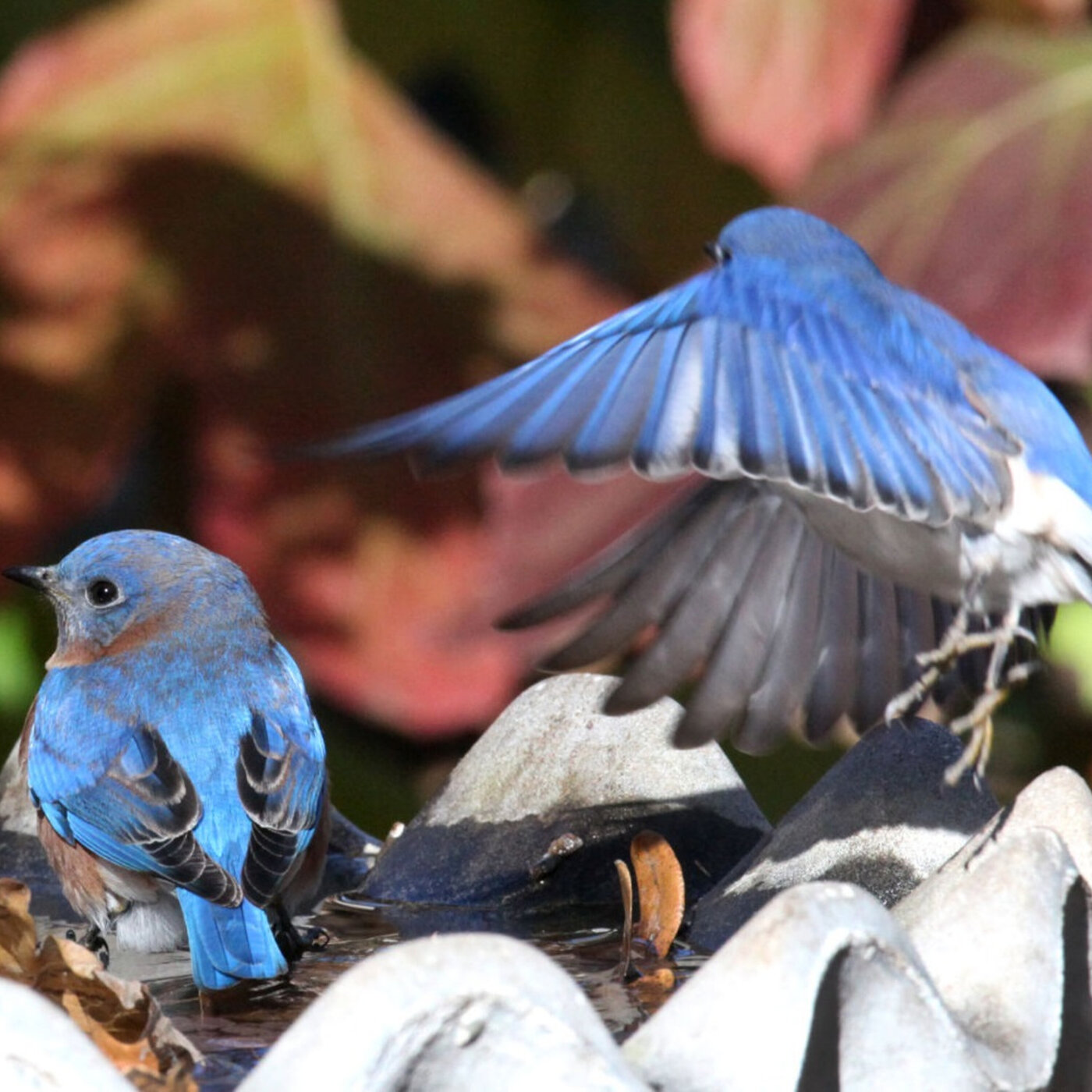 Bring all the birds to your yard this spring