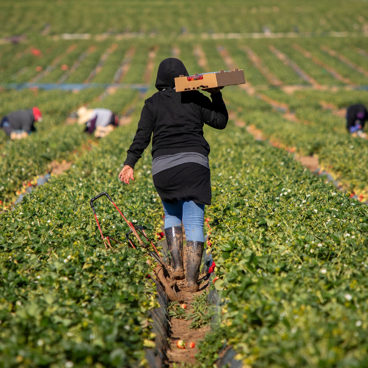 Fallout for the farmworker movement Cesar Chavez led