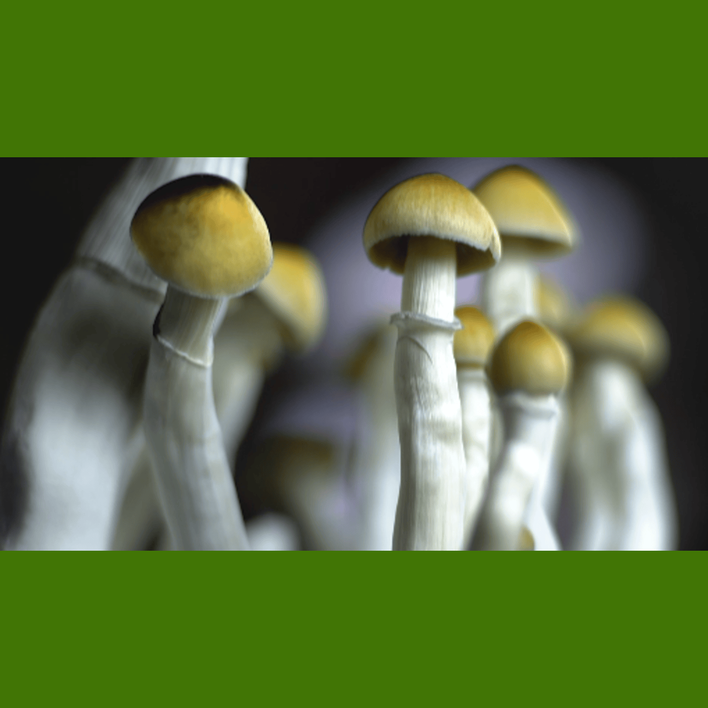 Psychedelic Therapy: Why so many patients are asking for the option