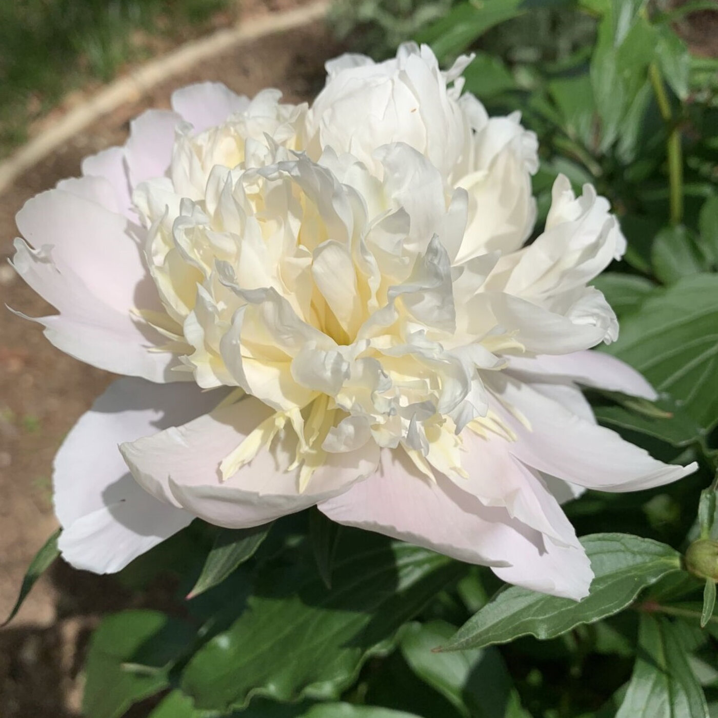Concerts, flower care and Bob Dylan Center episode artwork