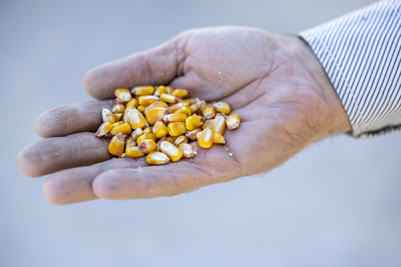 Going against the grain: Community support is a key element to scaling regenerative agriculture