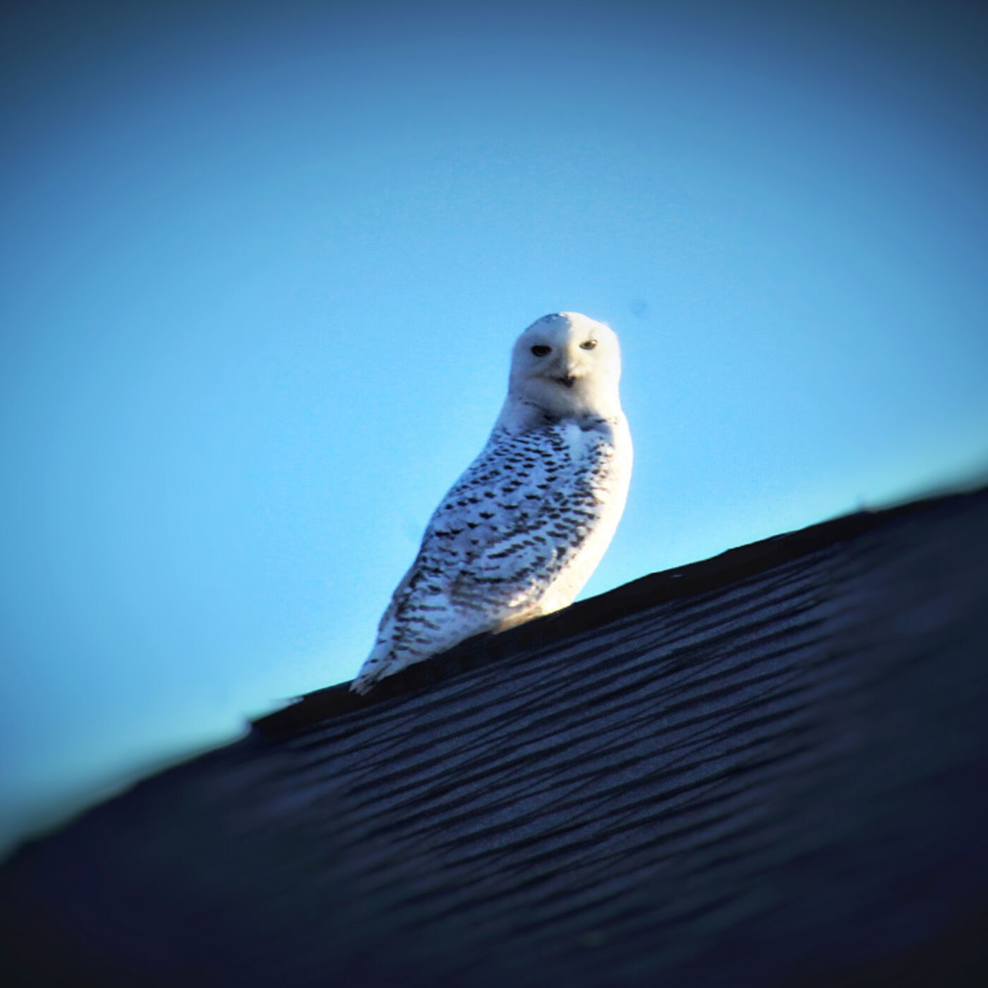 Snowy Owl Podcast (Special Episode) episode artwork