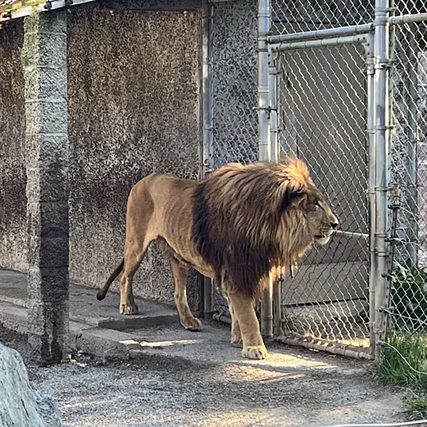 Oregon roadside zoo shut down due to animal welfare concerns and other illegal activity