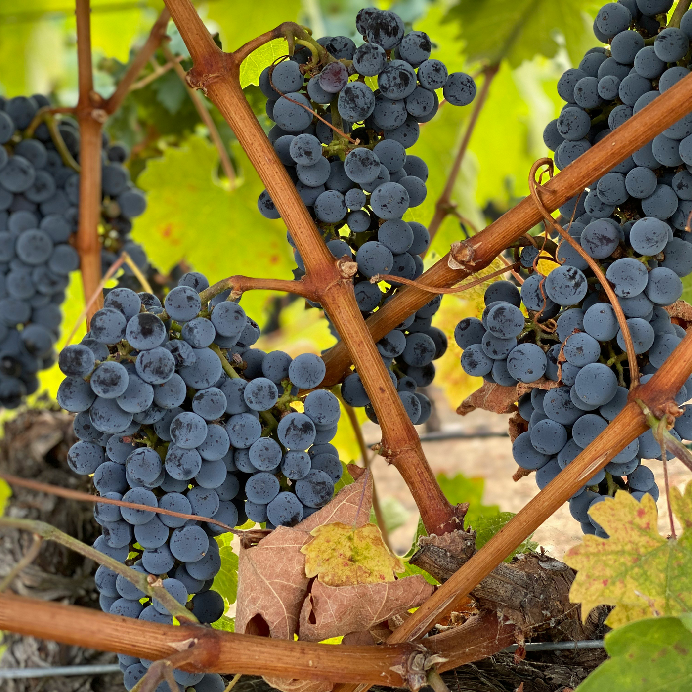 The struggle to save wine from wildfires